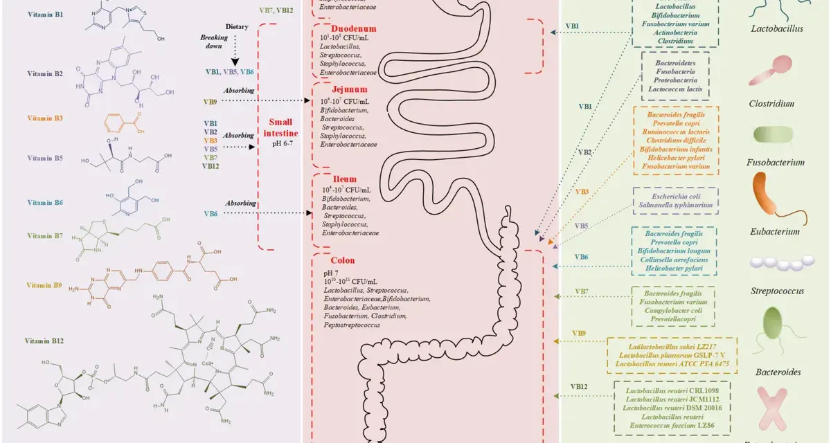 Vitamine B: origine, assorbimento e microbiota. Informazioni utili per evitare vitamina B controindicazioni.