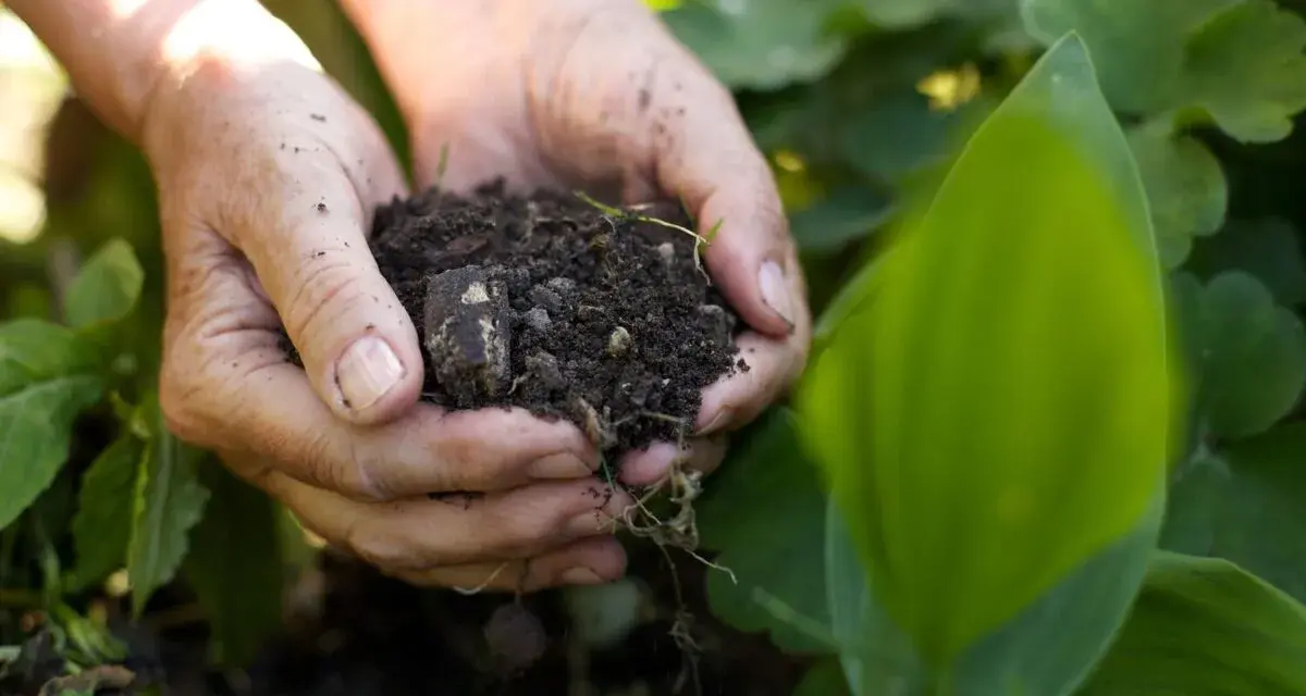 Mani che tengono un pugno di terra fertile, mostrando la ricchezza dei diversi tipi di suolo per la crescita delle piante.