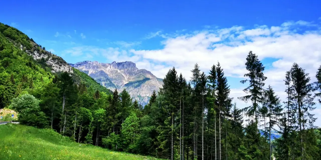 Prato fiorito e bosco di conifere ai piedi di montagne rocciose, sotto un cielo azzurro con nuvole bianche. Un passo sommo da ammirare.