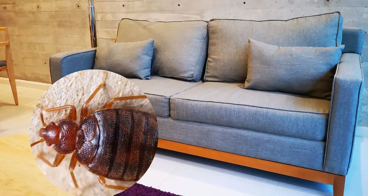 Primer plano de una chinche en un sofá gris. ¡Es hora de eliminar chinches del sofá!