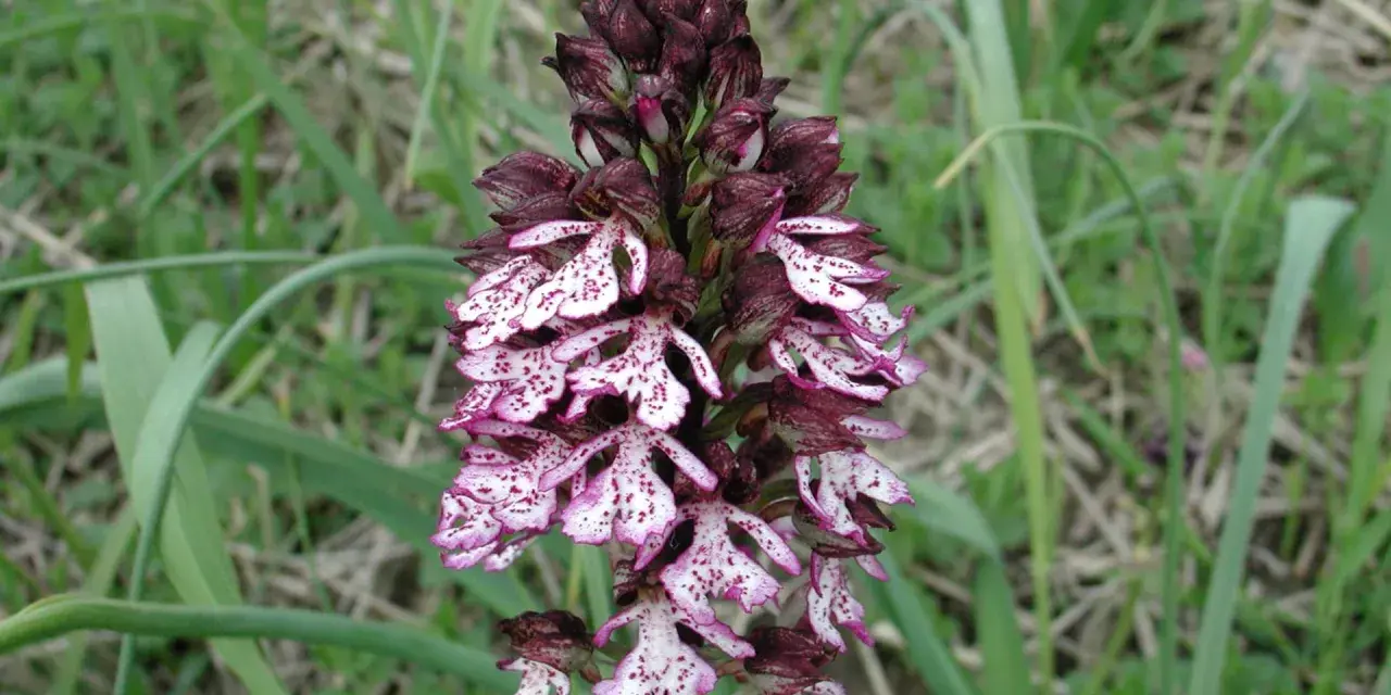 Un'orchidea purpurea, con petali bianchi maculati di viola, si erge su uno stelo scuro tra l'erba verde.