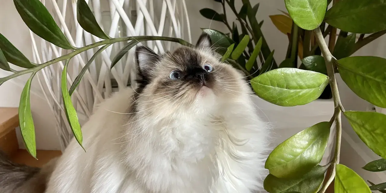 Puszysty ragdoll z niebieskimi oczami, ciekawie spogląda na liście rośliny. Ile żyje taki kot?