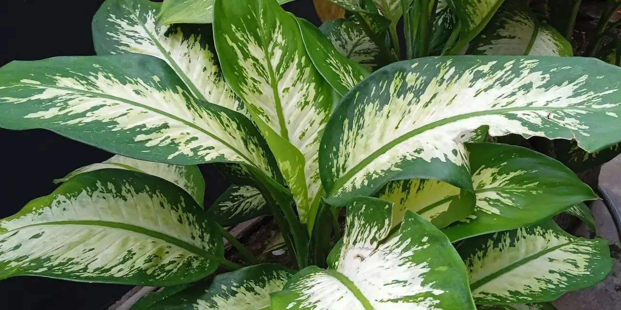 Plantas de interior que no necesitan luz, con hojas grandes y verdes con manchas blancas.