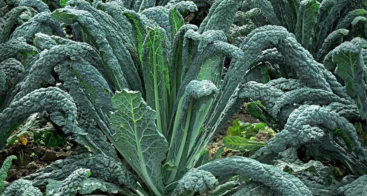 Un campo rigoglioso di cavolo nero, con le sue foglie scure e rugose che si ergono verso il cielo, pronte per essere raccolte.