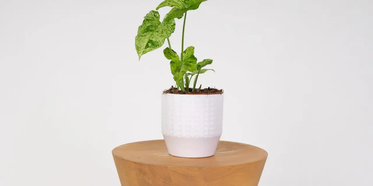 Syngonium Mojito z liśćmi w odcieniach zieleni i bieli, w białej doniczce na drewnianym stołku.