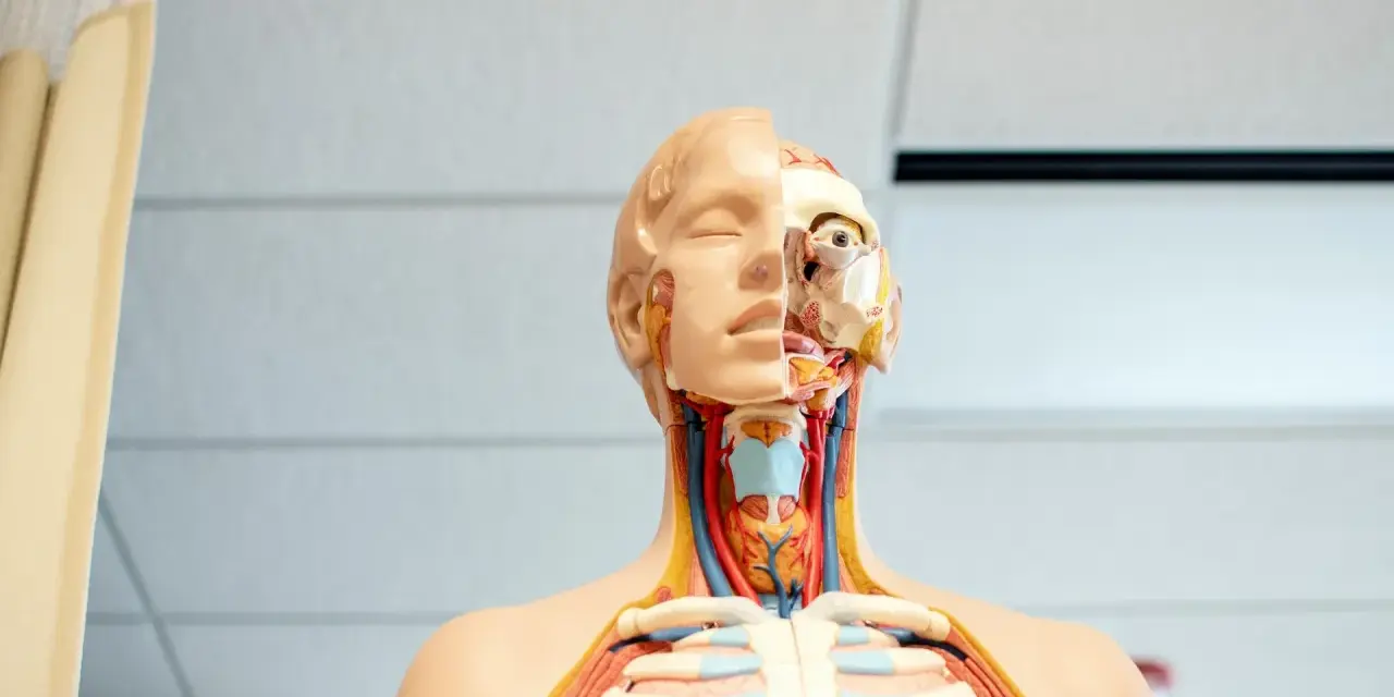 Model anatomiczny pokazuje szczegóły głowy i klatki piersiowej, w tym gardło z widocznymi naczyniami i tchawicą.