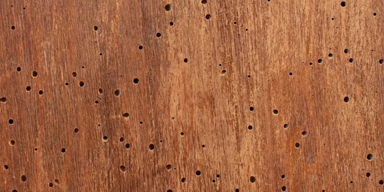Superficie de madera con múltiples agujeros, evidencia de un animal que come madera.