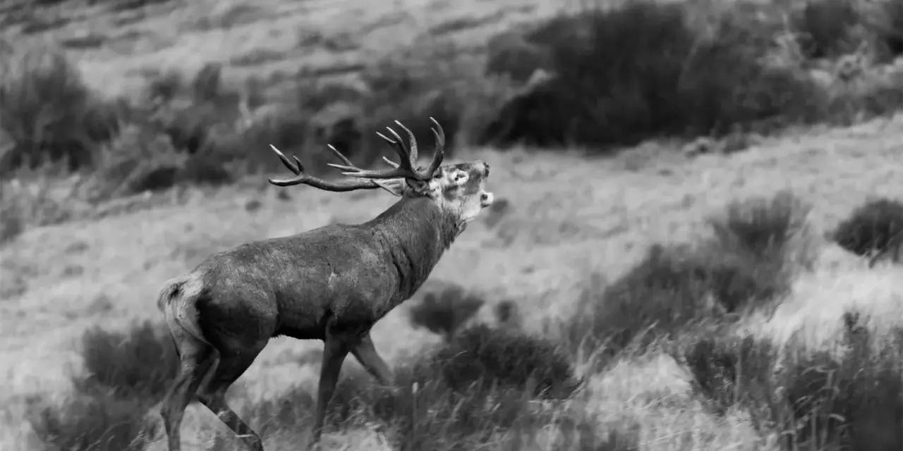 Un cerf majestueux en France, la tête levée et la gueule ouverte, brait dans un paysage de landes.