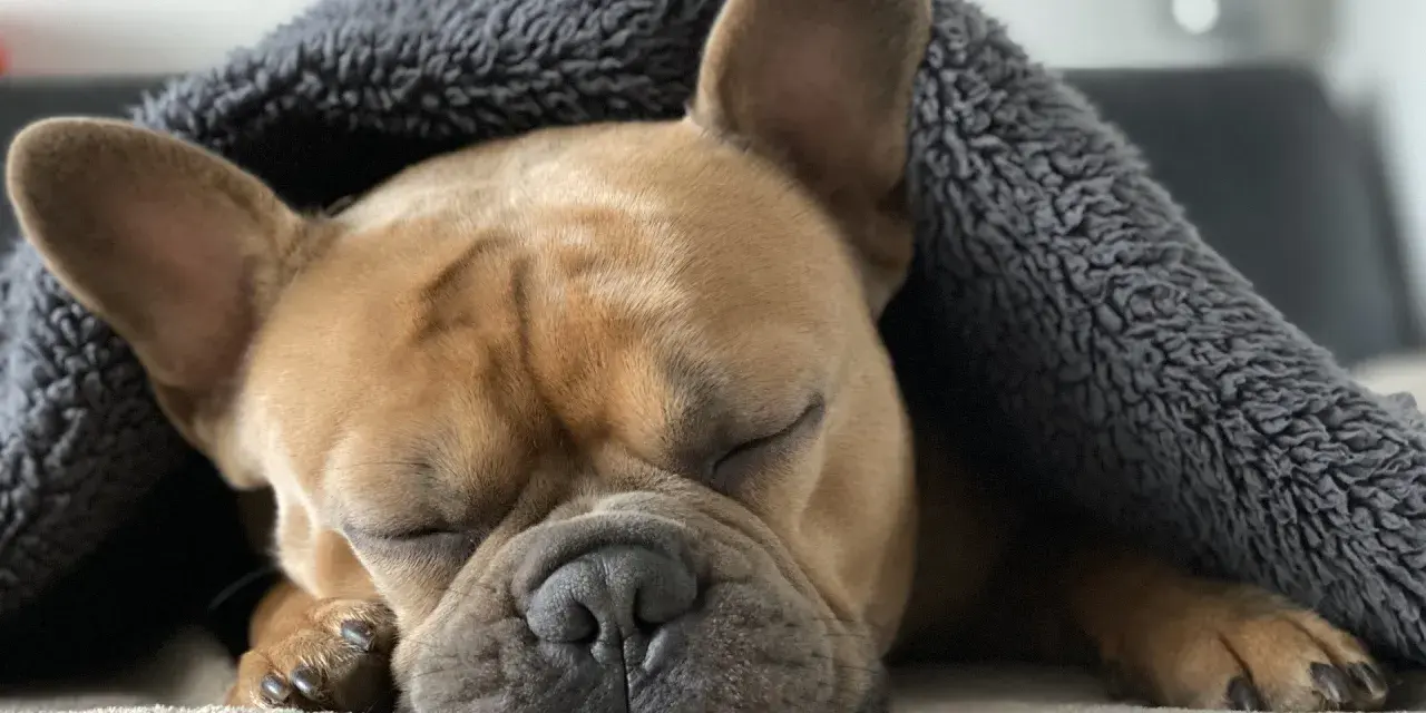 Słodki buldog francuski śpi pod szarym kocykiem. Jego przytulne legowisko dla buldoga francuskiego zapewnia mu komfortowy sen.