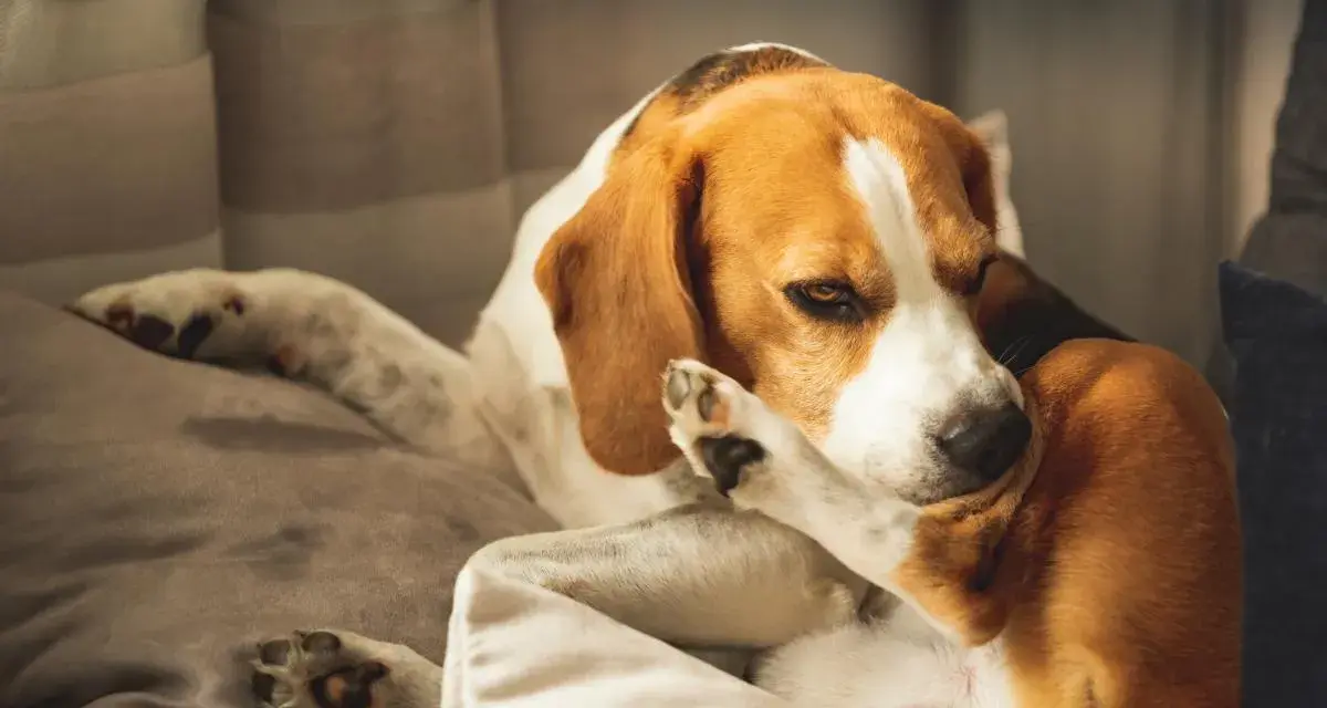 Un beagle se rasca la cara con la pata, quizás por culpa de unas chinches.
