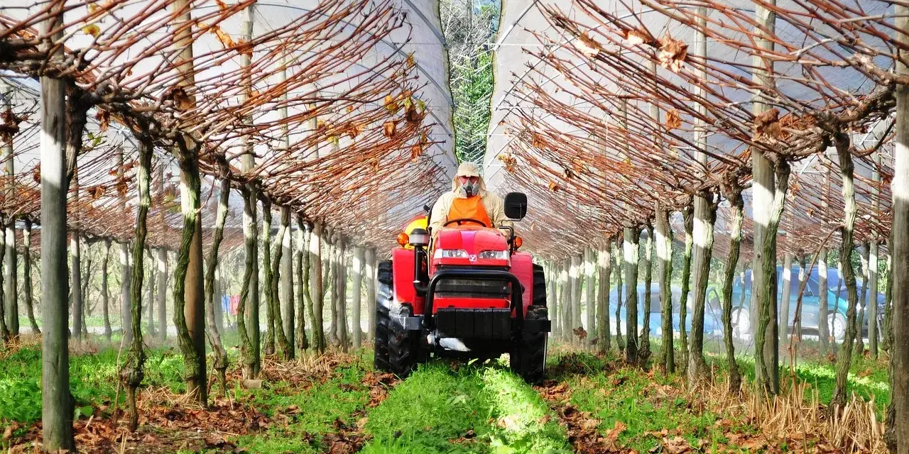 Czerwony traktor z operatorem w kombinezonie jedzie między rzędami winorośli pod tunelem foliowym.