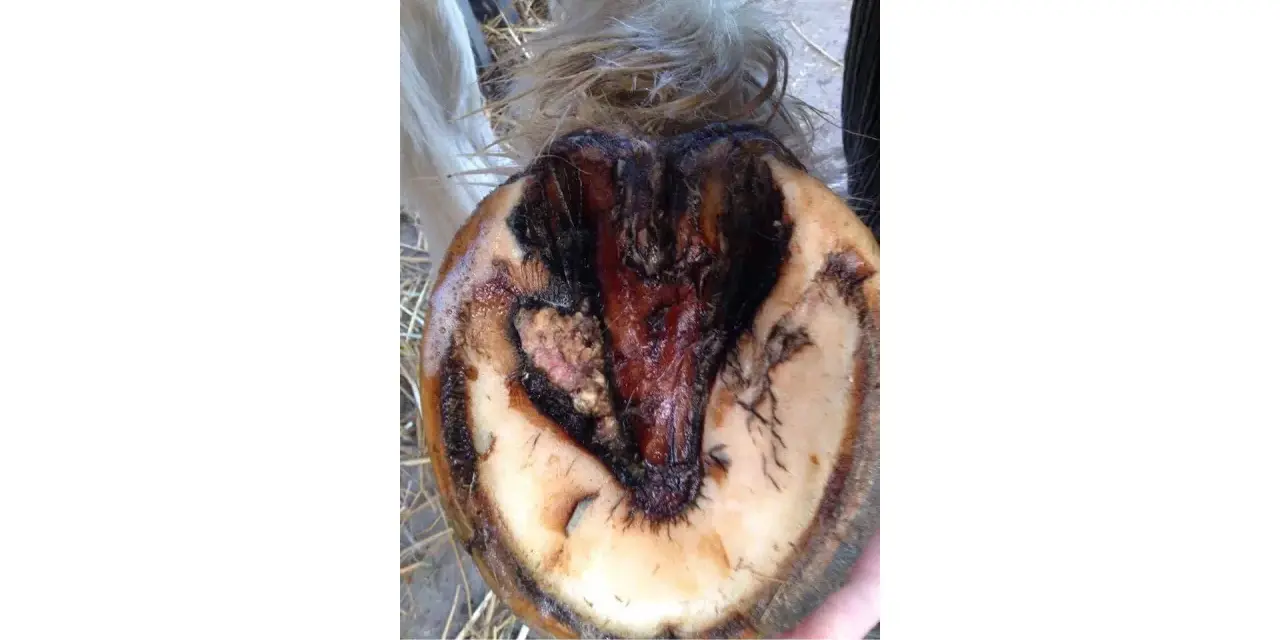 Sabot de cheval affecté par un crapaud, montrant une nécrose et une inflammation.