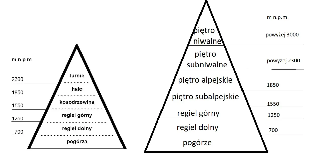 Schemat przedstawia piętra roślinności w Tatrach, od pogórza po piętro niwalne, z podziałem na strefy wysokościowe.
