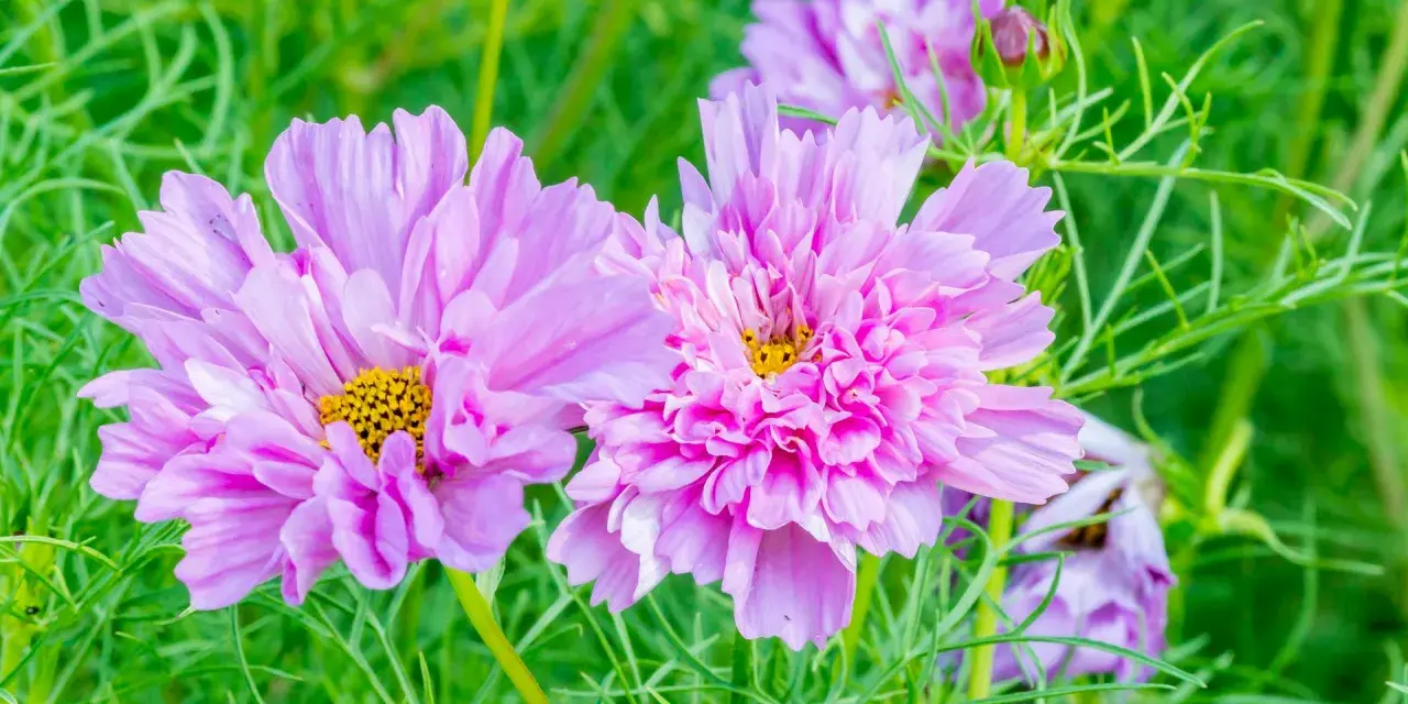 Zwei zarte, rosafarbene Cosmea-Blüten mit gelben Zentren, umgeben von feinem grünen Laub. Diese Cosmea ist winterhart und trotzt der Kälte.