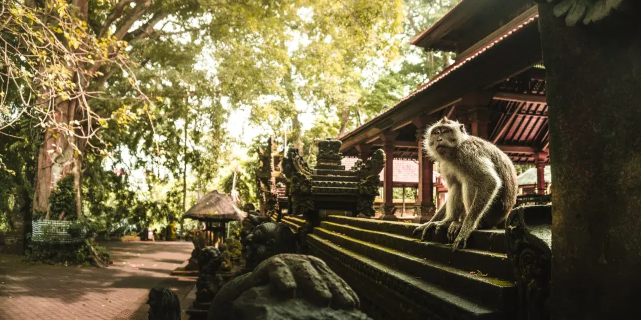 Małpi las w Ubud: małpa siedzi na kamiennych schodach przed świątynią, otoczona bujną zielenią.