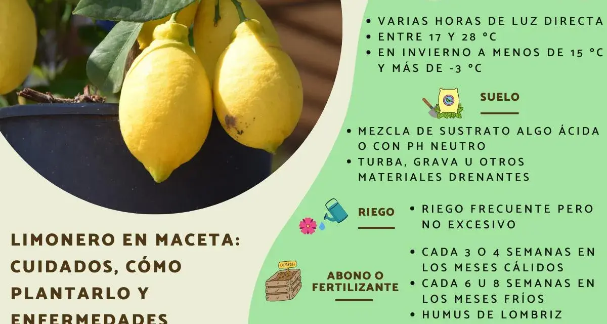 Limonero en maceta: cuidados, cómo plantar un limonero, ubicación, suelo, riego, abono y reproducción.