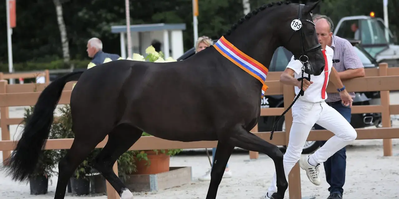 Un magnifique étalon CCE noir, portant une cocarde tricolore, est présenté par son handler.