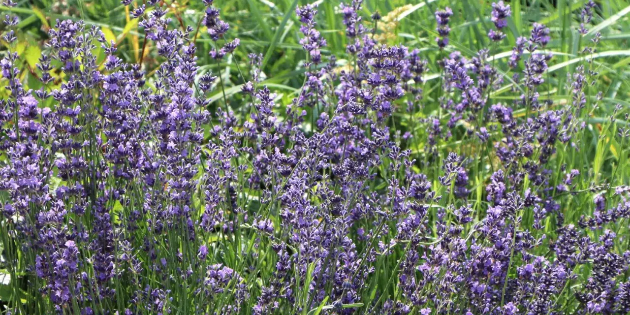 Ein sonniger lavendel standort mit vielen violetten Blüten und grünem Gras im Hintergrund.