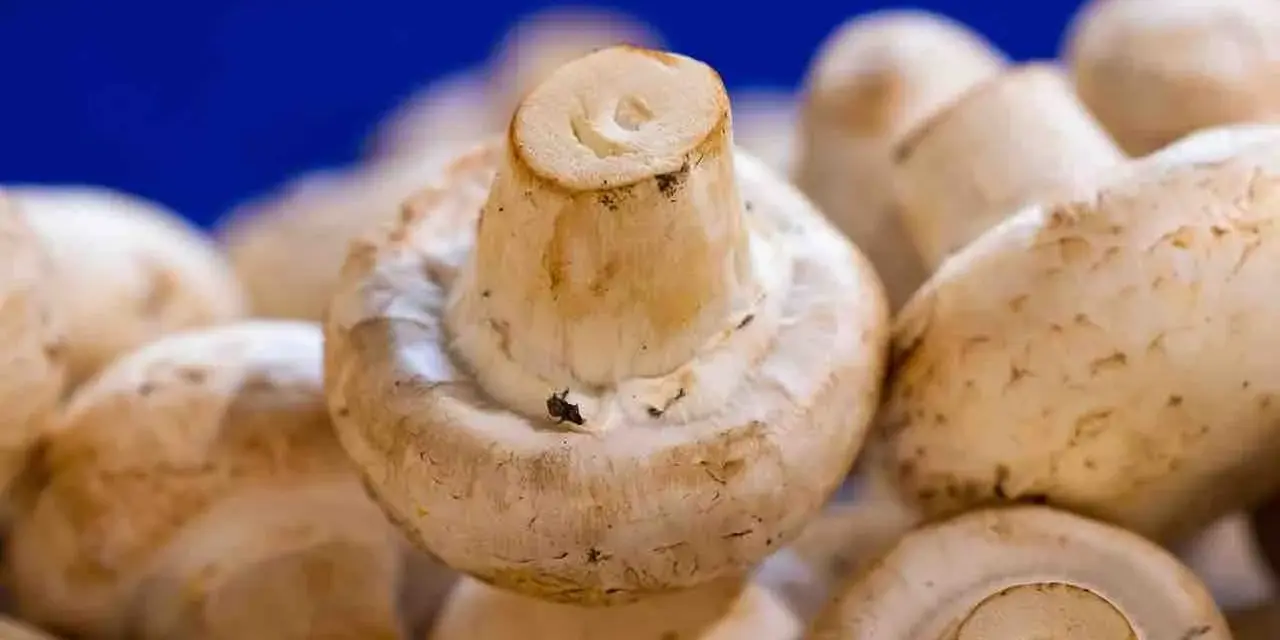Ile kosztuje budowa pieczarkarni? Zaskakujące koszty inwestycji