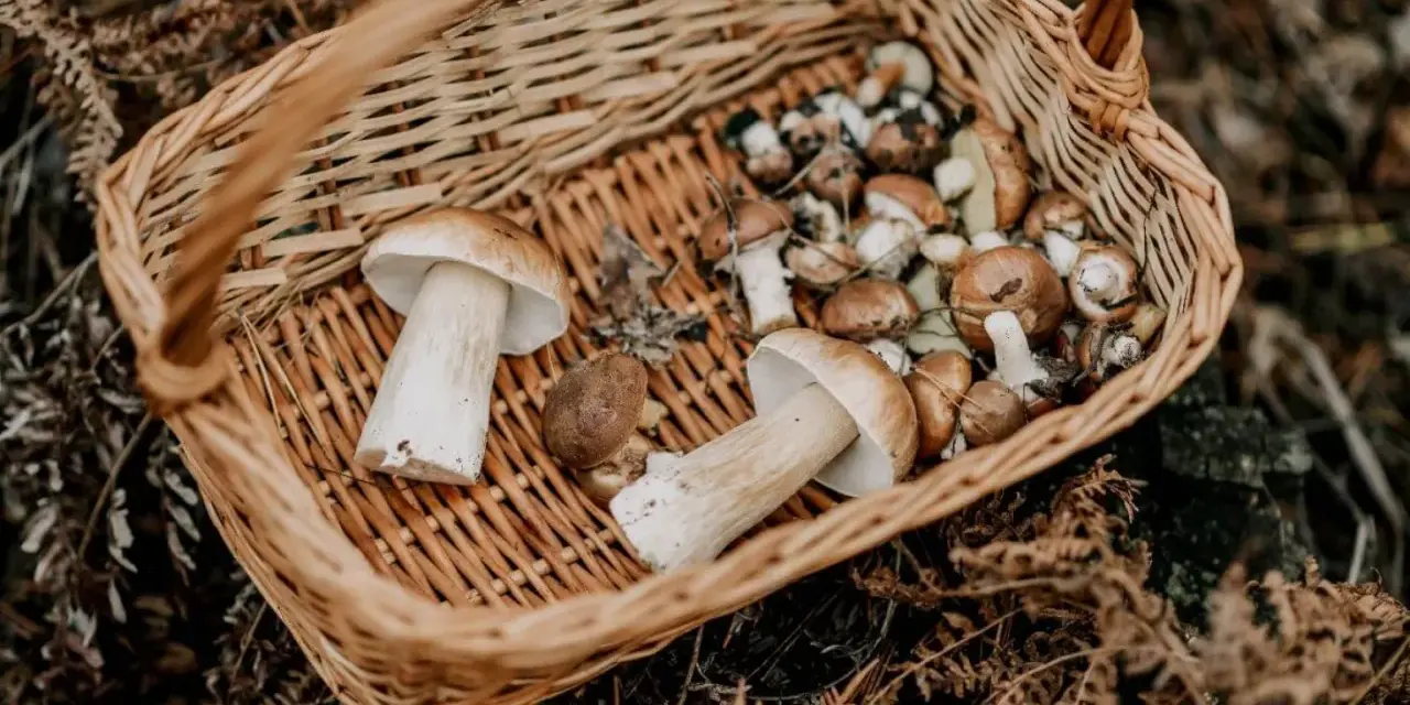Gdzie na grzyby Kołobrzeg - najlepsze miejsca na udane zbiory