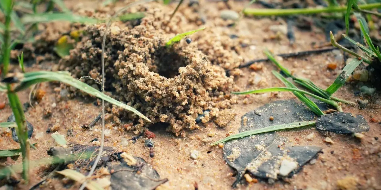 Mrówka, naturalny wróg mrówek, czai się przy wejściu do mrowiska.