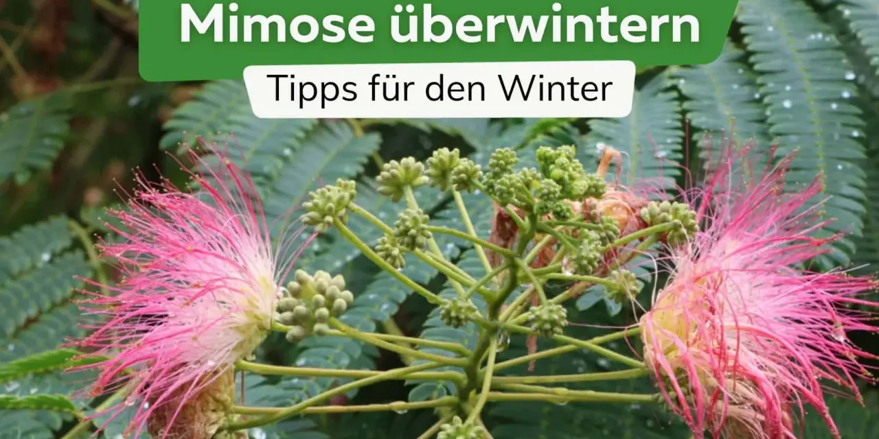 Zwei zarte, rosafarbene Mimosenblüten mit vielen feinen Staubfäden und grüne Knospen vor einem Hintergrund aus grünen Blättern. Tipps zur Mimose Pflege im Winter.