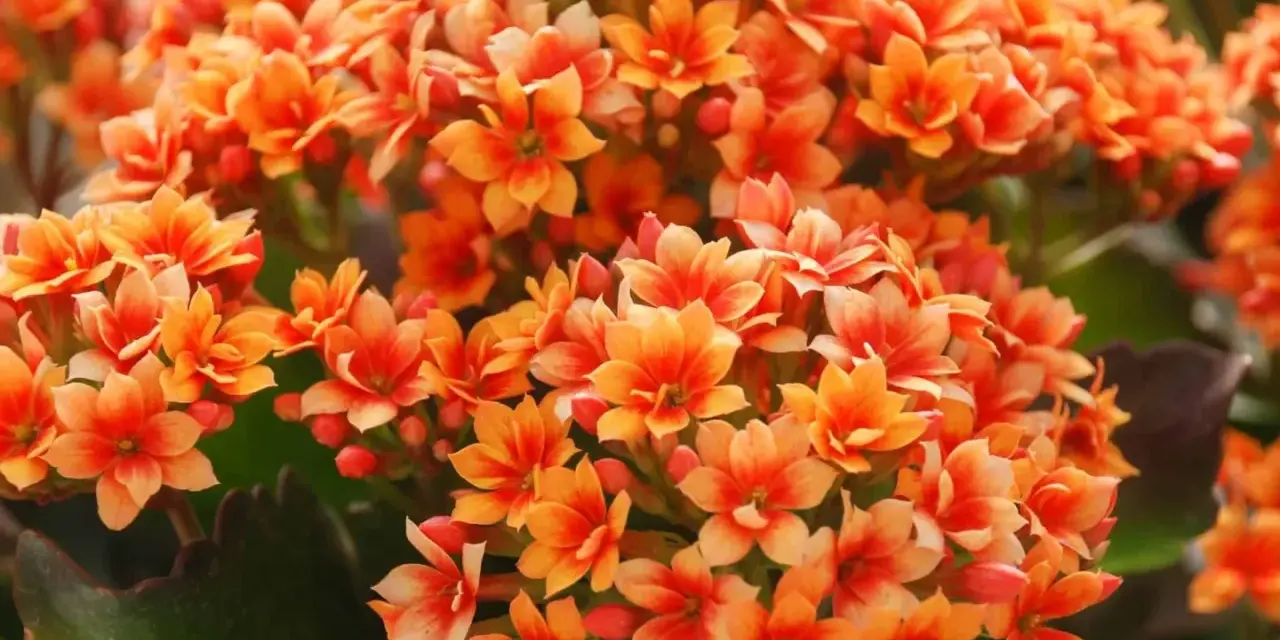 Un ramo de kalanchoe en tonos anaranjados y rosados, ideal para disfrutar tanto al kalanchoe sol o sombra. Sus pequeñas flores forman una densa mata.