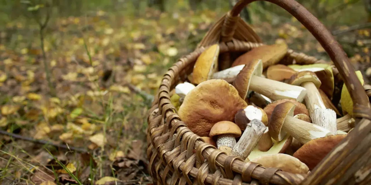 Panier rempli de champignons cueillis lors de la saison champignon. Les feuilles d'automne jonchent le sol de la forêt.