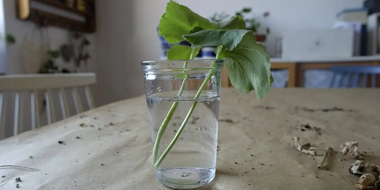 Rozmnażanie pelargonii po zimie: ukorzenianie sadzonek w wodzie. Zielone łodygi z liśćmi w szklance z wodą na stole.