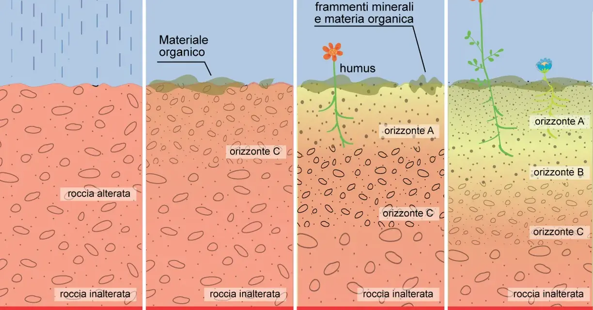 Evoluzione del suolo: dalla roccia madre alla formazione di humus e orizzonti, con acidi umici che nutrono la vita.