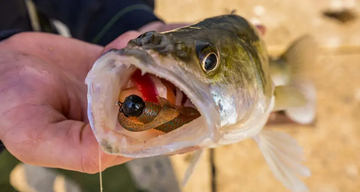 Zander mit einem Gummifisch im Maul, der zeigt, warum diese Köder die besten Gummifische Zander sind.