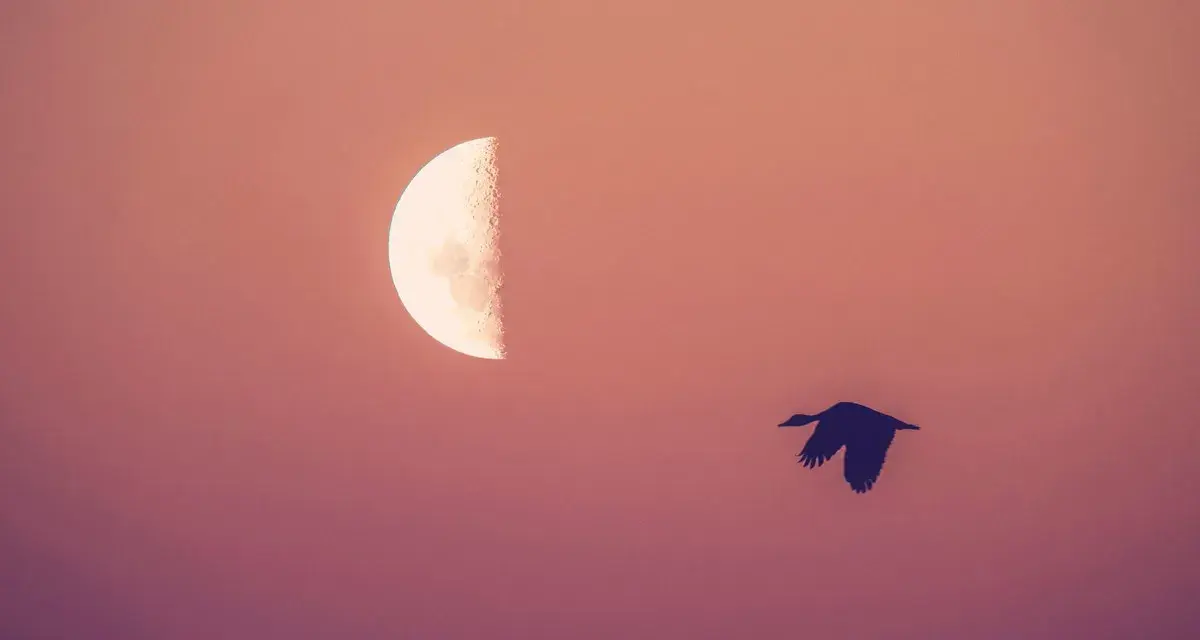 Ptak leci w kierunku trzeciej kwadry księżyca na tle purpurowego nieba.