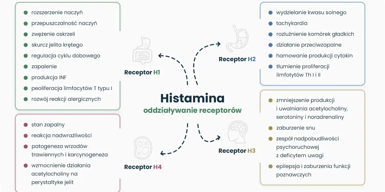 Schemat przedstawia działanie histaminy na receptory H1-H4, wpływając na wyrzut histaminy i reakcje organizmu, np. zapalenie, alergie, czy funkcje poznawcze.
