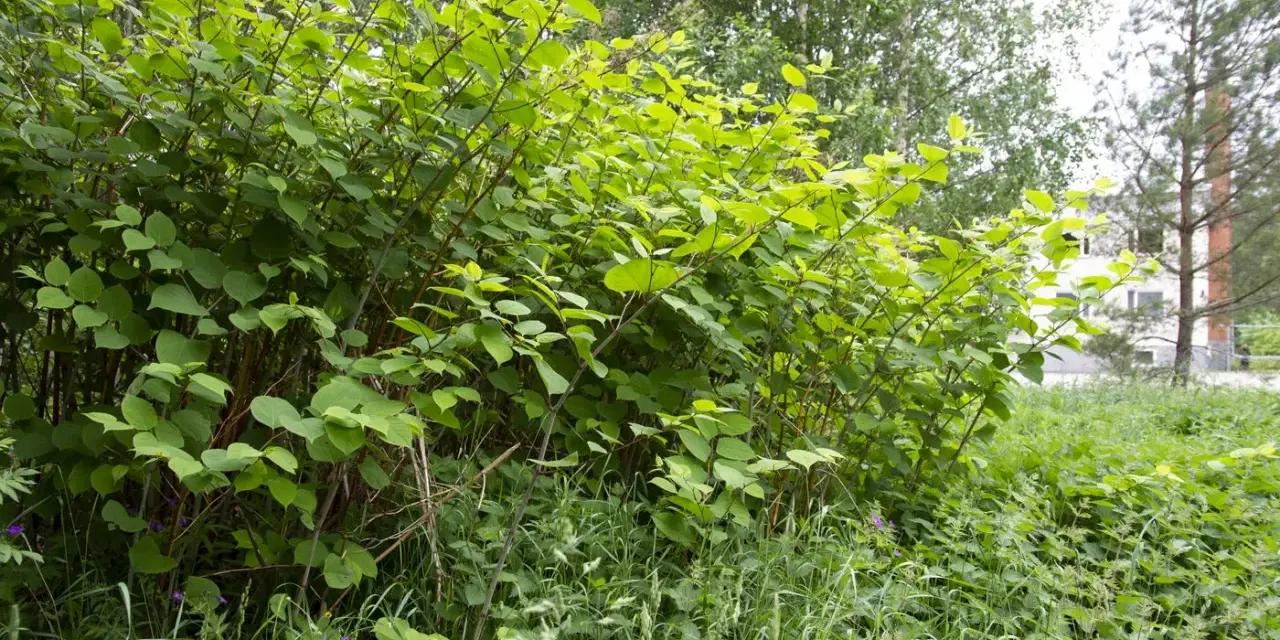 Tätt växande ormrot, en invasiv art, breder ut sig med sina stora gröna blad.