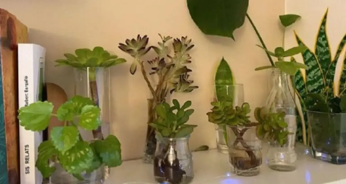 Varias plantas en agua, algunas suculentas y otras de hoja verde, crecen en jarrones y botellas recicladas.