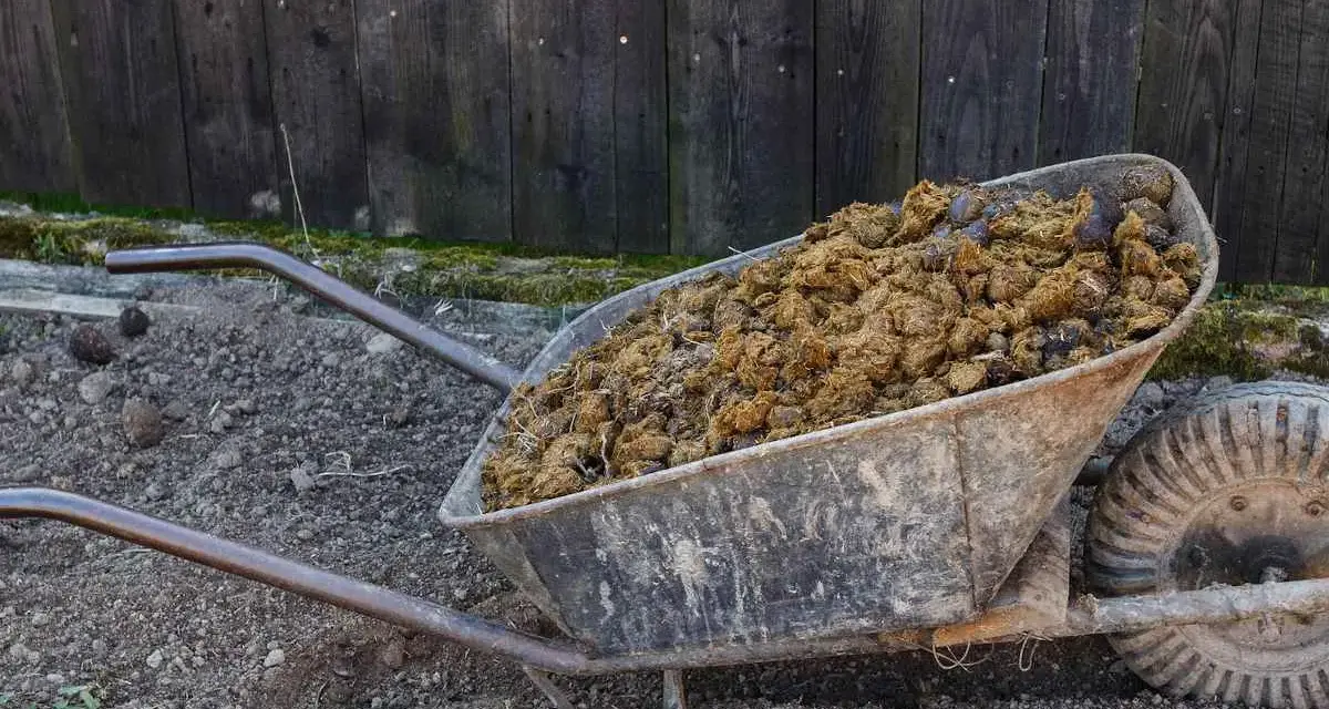Brouette remplie de fumier de cheval, riche en valeur NPK pour le jardin.