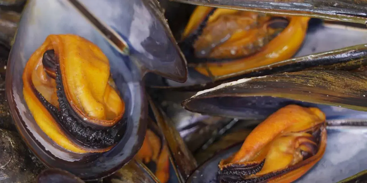Primer plano de mejillones al vapor, con sus carnosas y anaranjadas partes visibles dentro de las conchas oscuras.