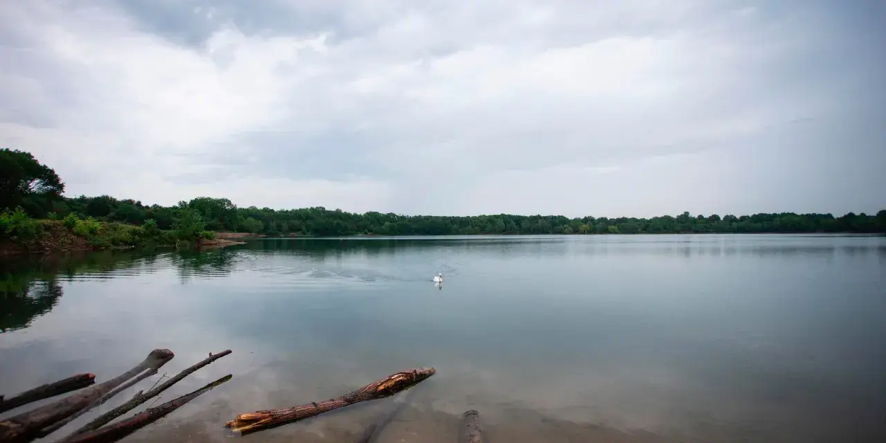 Ein Schwan schwimmt auf dem ruhigen Kiesgrubensee Gremberghoven, umgeben von grünen Bäumen unter einem bewölkten Himmel.