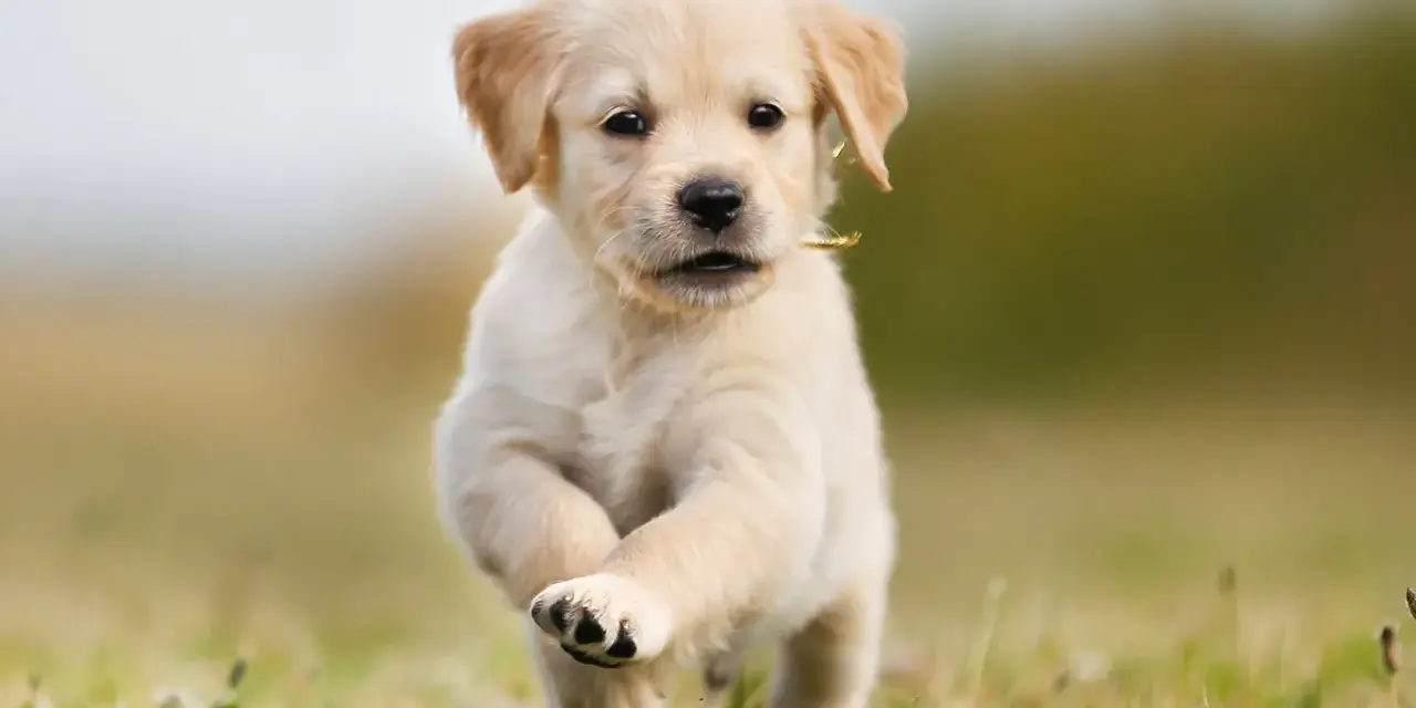 Ile waży szczeniak golden retriever? Sprawdź, jak rośnie Twój pupil