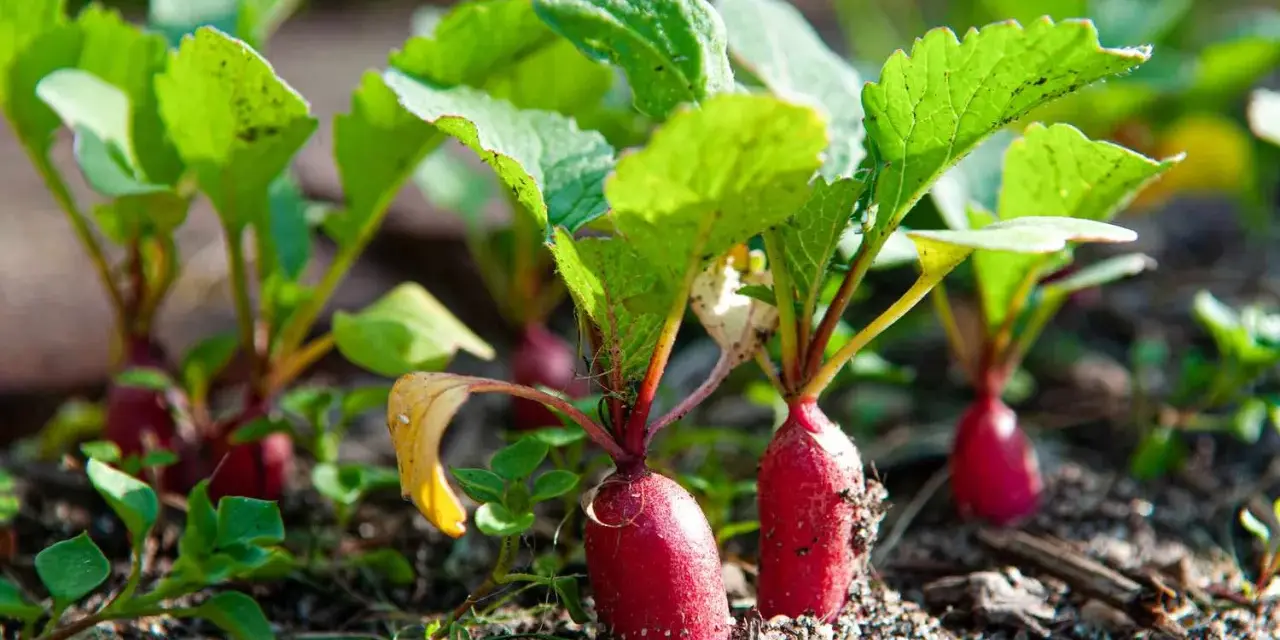 Young radishes with bright green leaves emerging from the soil. A perfect example of what to grow in a garden for a quick harvest.