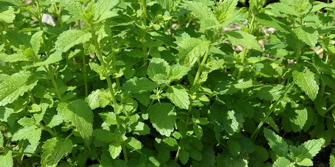 Ein dichtes Beet mit frischer Zitronenmelisse, bereit zum Ernten und **zitronenmelisse trocknen** für Tee.