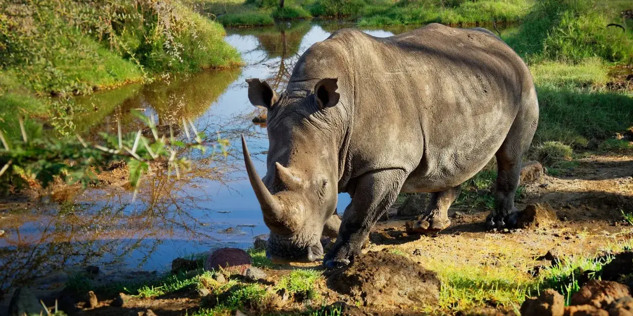 Nosorożec pije wodę nad brzegiem jeziora Nakuru. W tle drzewa i trawa.