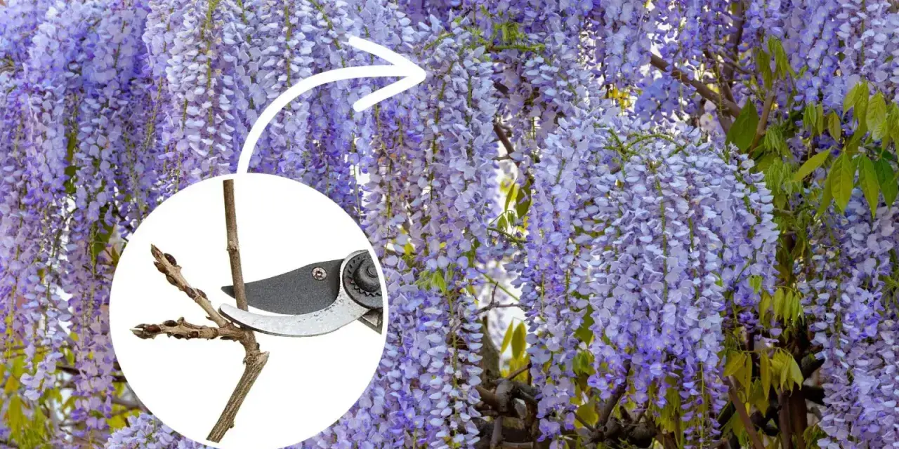 Piękna wisteria w pełnym rozkwicie. W okręgu sekator przycina gałązkę, pokazując, kiedy kwitnie wisteria i jak o nią dbać.