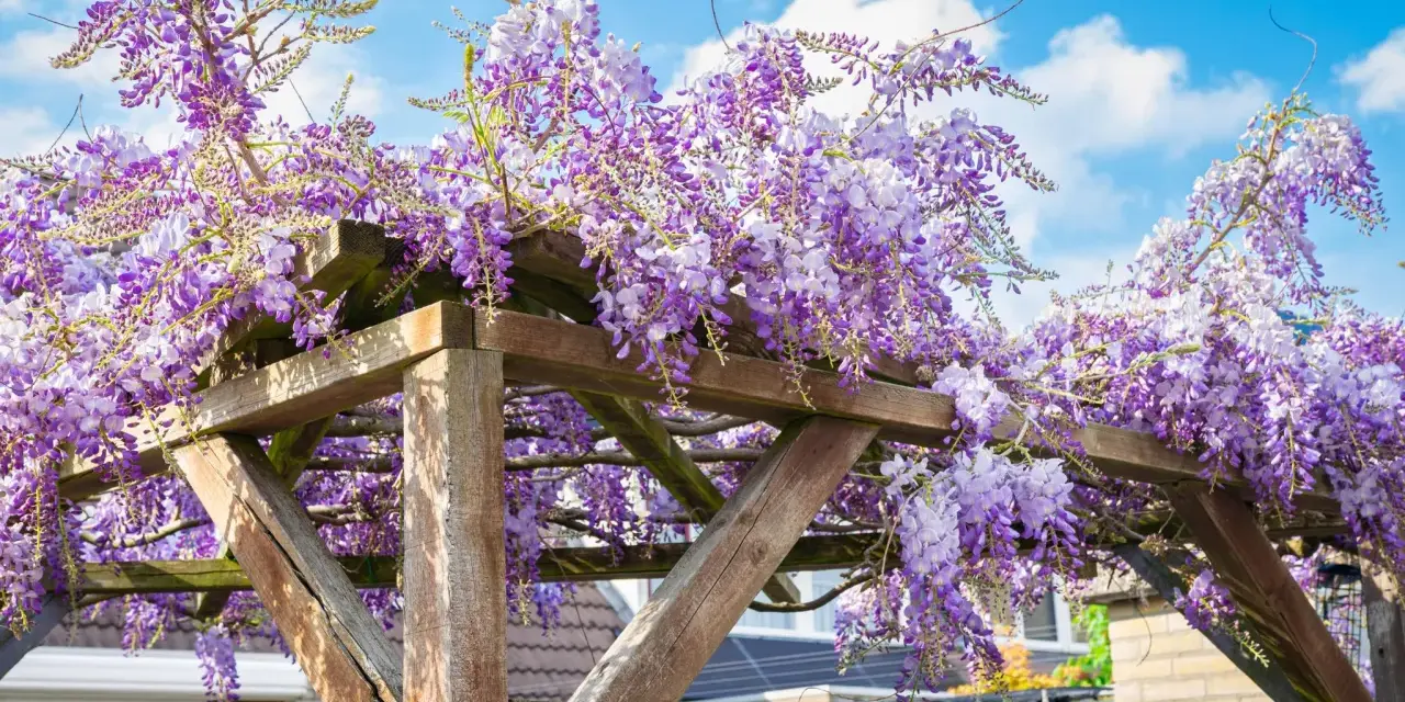 Üppige, winterharte Kletterpflanzen mit lila Blüten hängen von einer Holzpergola unter blauem Himmel.