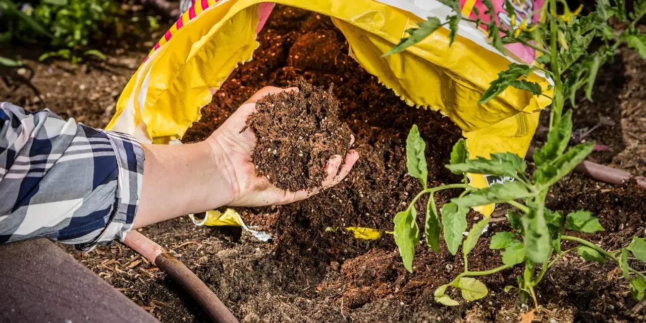 Hand holding rich soil from a bag, comparing raised bed soil vs garden soil for a new tomato plant.