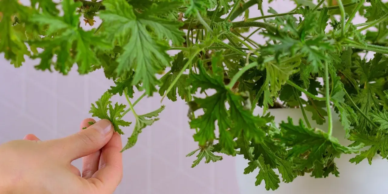 Dłoń zbiera liście geranium, które posłużą do przygotowania nalewki z geranium na stawy.