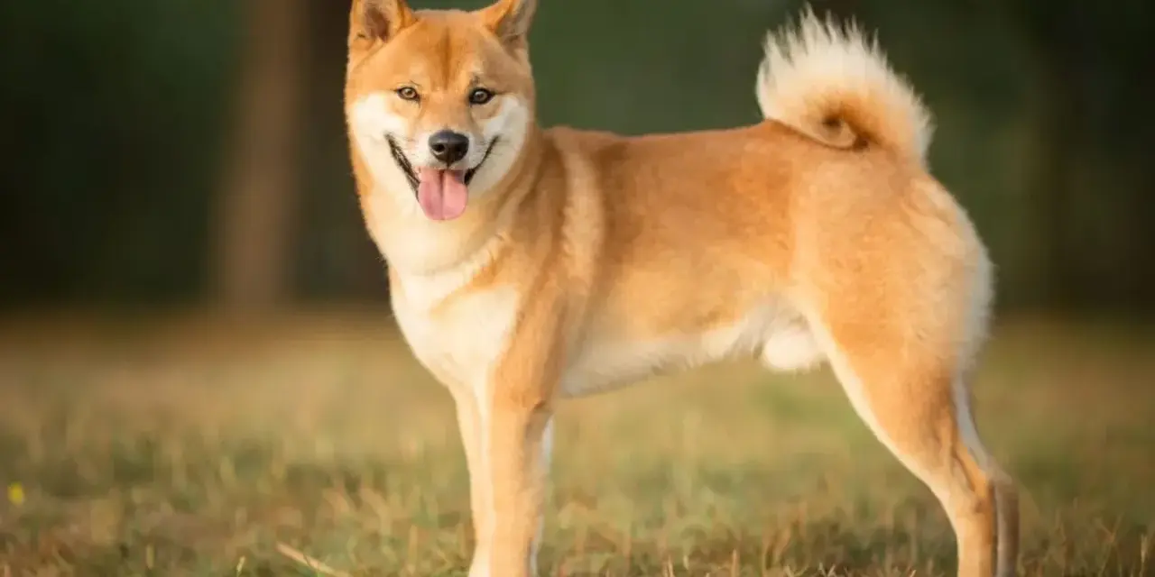 Uśmiechnięty shiba inu na trawie. Jego wielkość jest idealna do przytulania, a puszysty ogon dodaje mu uroku.
