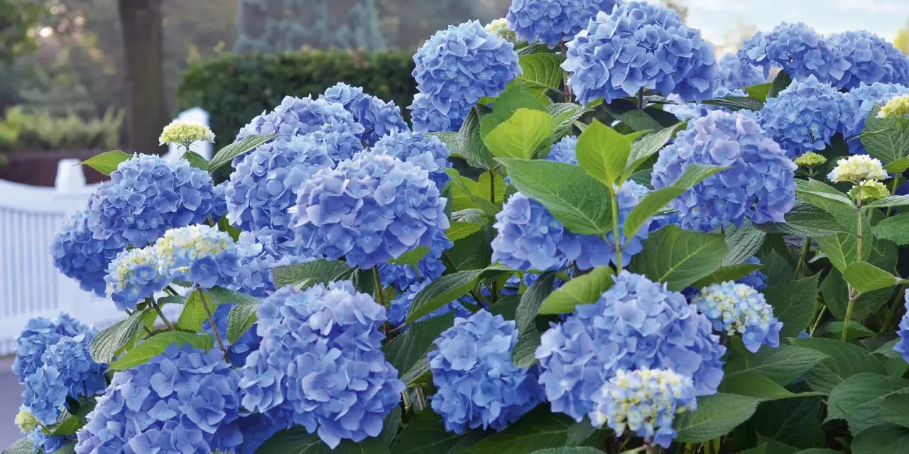 Prächtige blaue Hortensienblüten im Garten. Mit der richtigen Hortensien Pflege werden sie zu einem echten Hingucker.