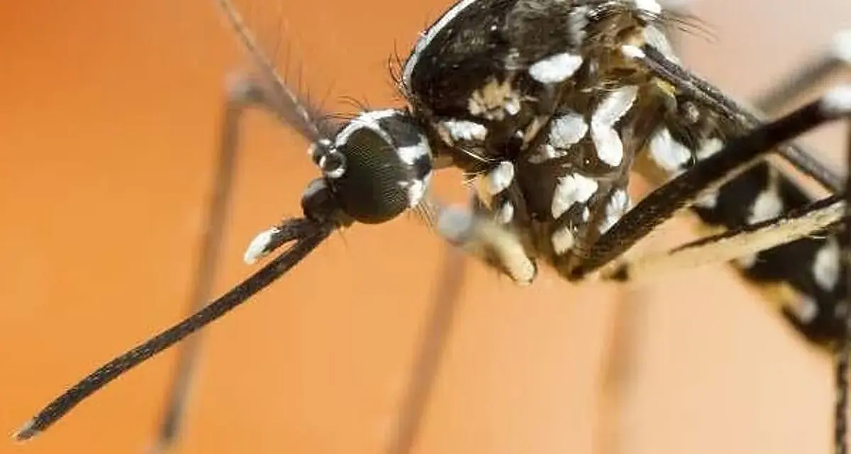 Primer plano de un mosquito tigre, una plaga que transmite enfermedades. Sus patas y cuerpo negro con rayas blancas son visibles.