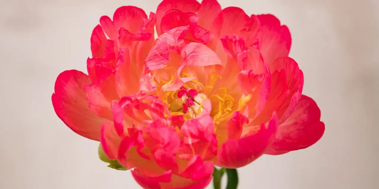 Peonía coral vibrante, símbolo de prosperidad y romance. Su exuberante belleza evoca el peonias significado de buena fortuna y felicidad.